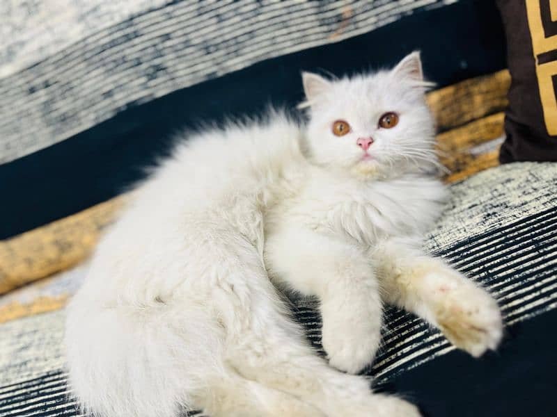 Persian Triple Coated Female Kitten Available for sale 1