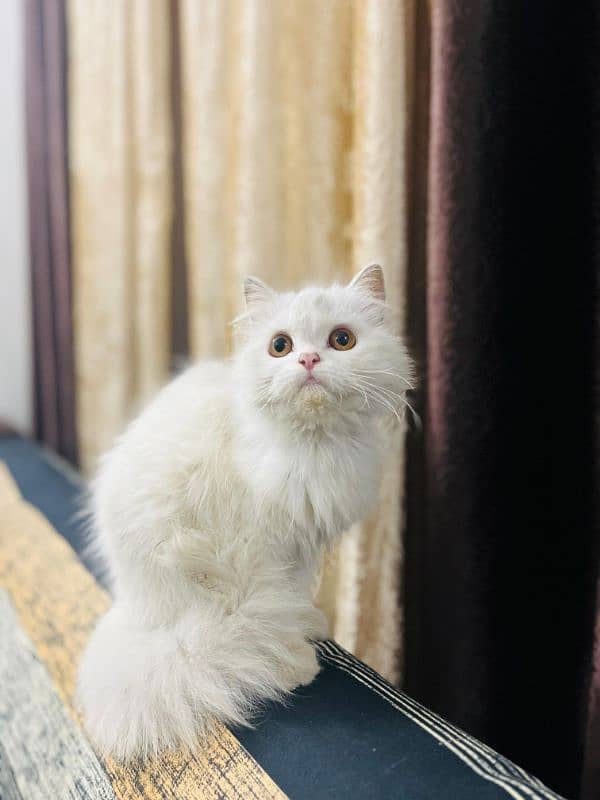 Persian Triple Coated Female Kitten Available for sale 2