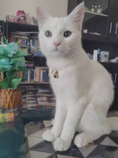 Tofu (White Cat 7months)