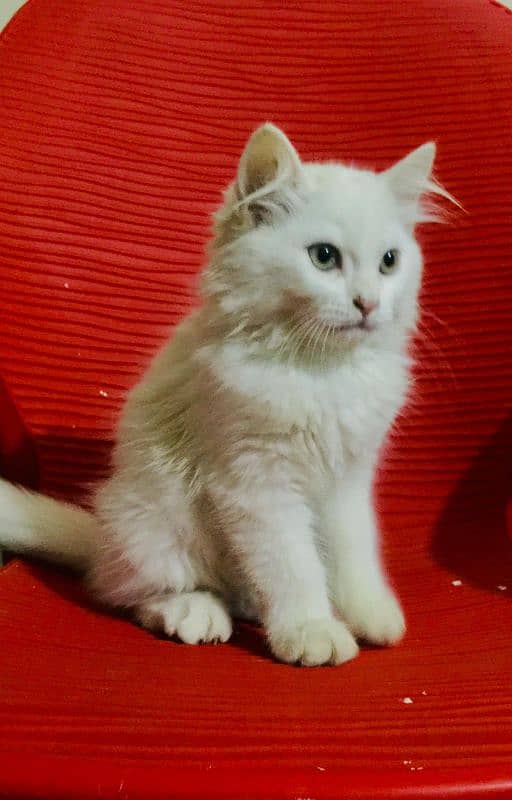 long Cort Persian kitten ! 2