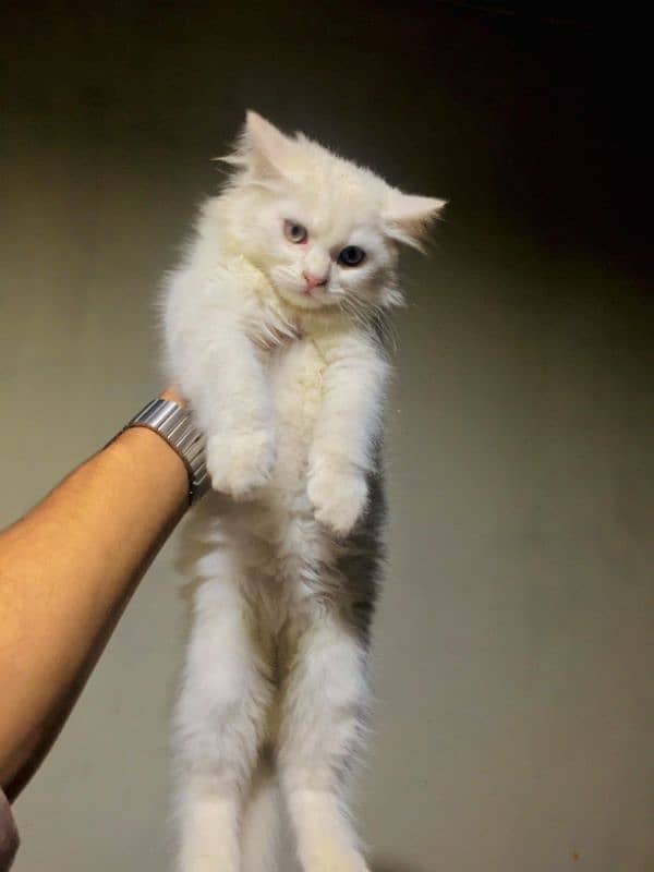 long Cort Persian kitten ! 3