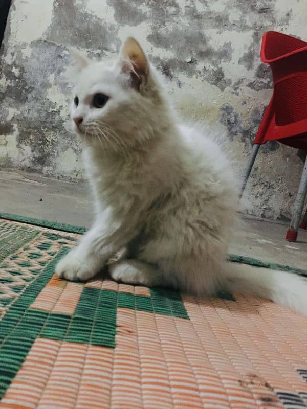 long Cort Persian kitten ! 4