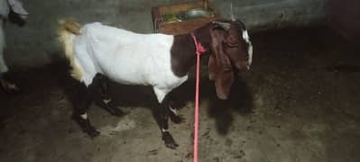 selling female goat