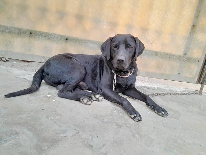 labrador American male 1