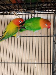 Love Bird