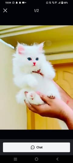 Persian cat for sale only WhatsApp number0327=4272440