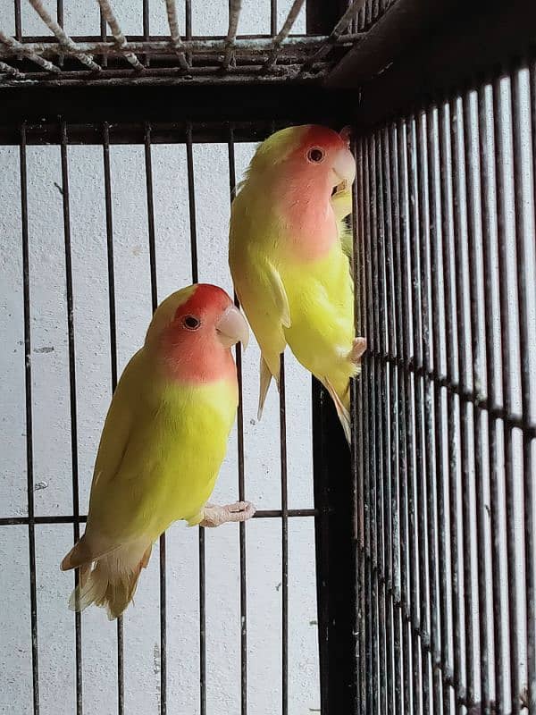 All Bird's For sale 3