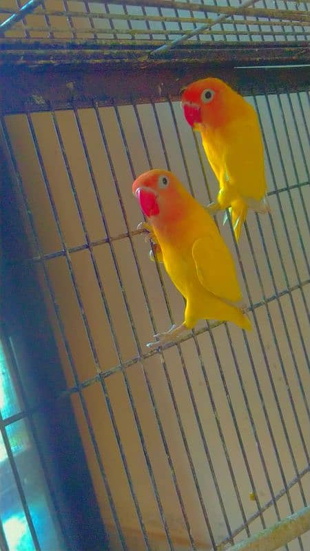 All Bird's For sale 4