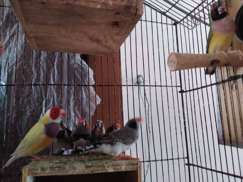 All Bird's For sale 5