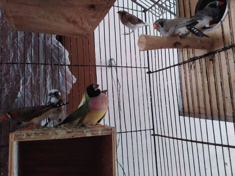 All Bird's For sale 6