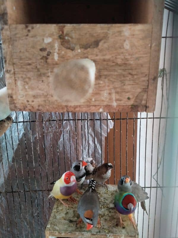 All Bird's For sale 7