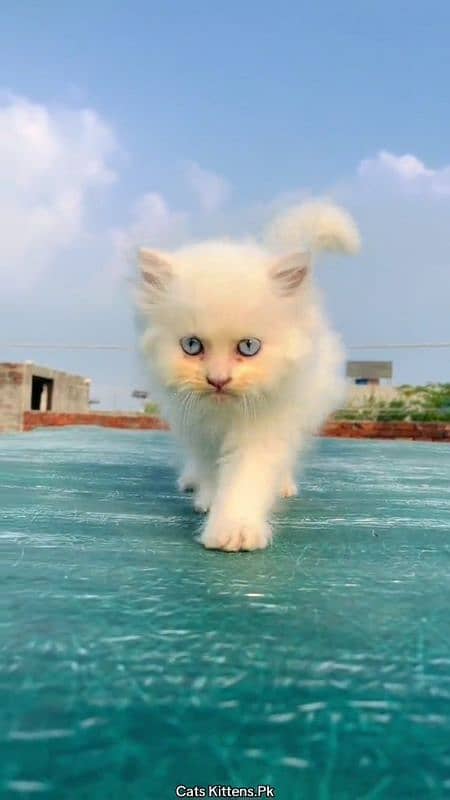 pairsian healthy and active kitten for sale 1