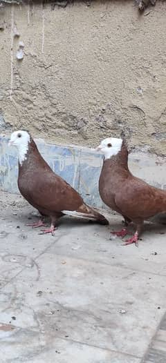 White Head breedar Pair