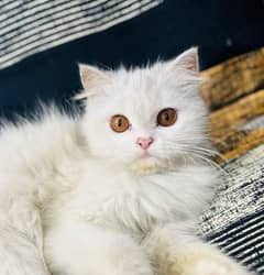 Persian Triple Coated Female Kitten Available for sale