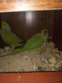 green parrot mail dammit 03029231678