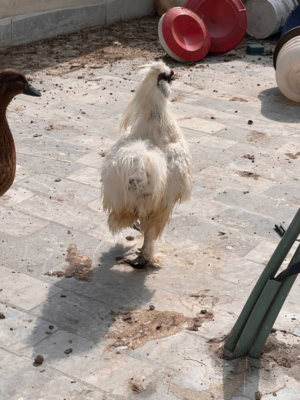 1 Male Silkie Rooster silki hen 0