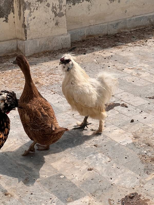 1 Male Silkie Rooster silki hen 1