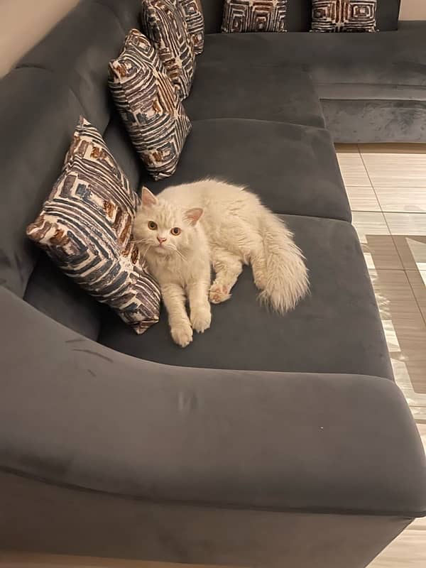 Persian cat 2