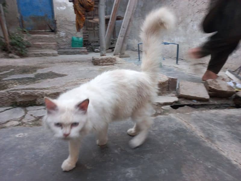 persian cat for sell 0