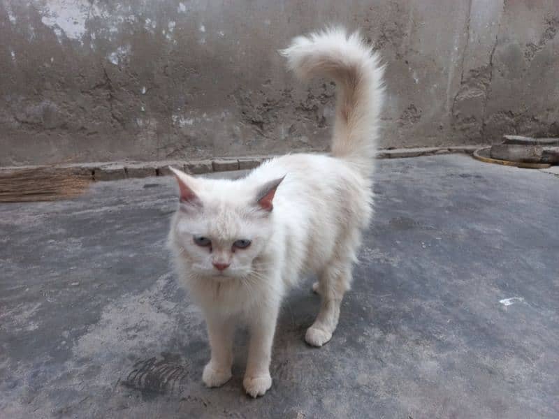 persian cat for sell 1