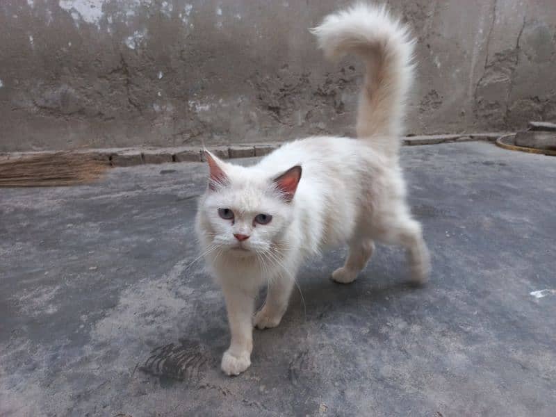 persian cat for sell 2