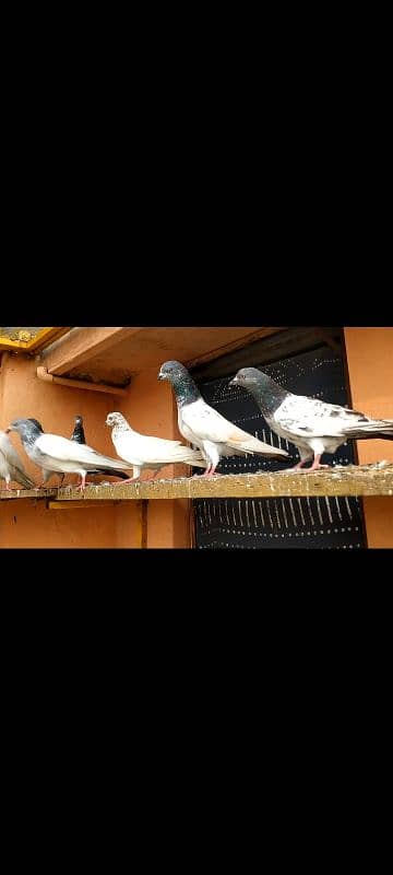 10 pigeons 1