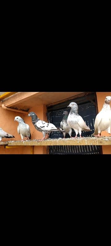 10 pigeons 2