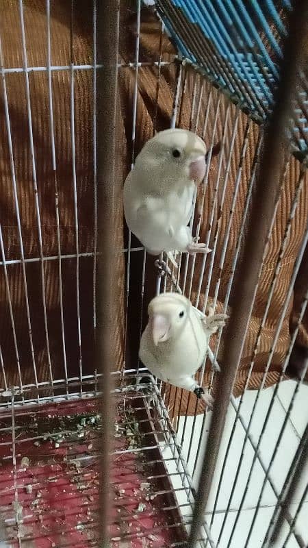 Albino split eye Love birds 1