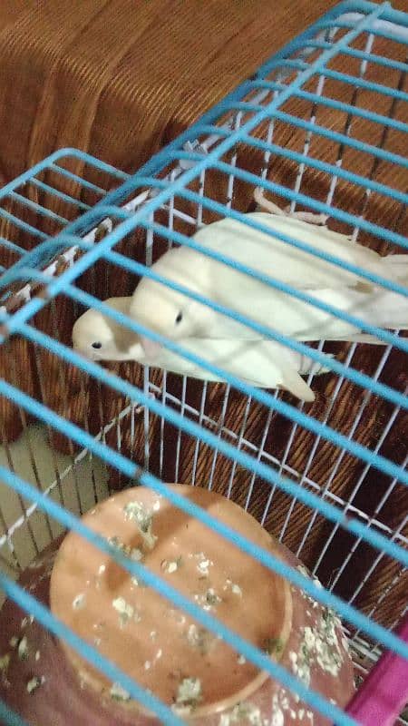 Albino split eye Love birds 4