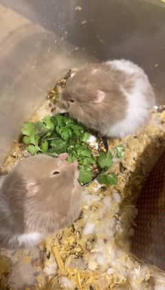 syrian hamster babies for sale