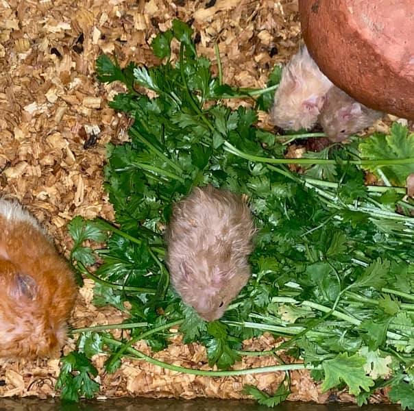 syrian hamster babies for sale 1