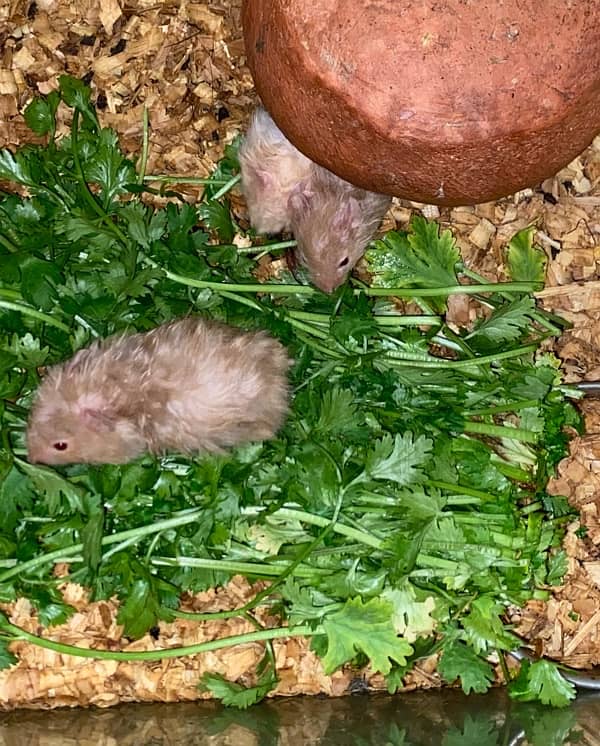 syrian hamster babies for sale 2