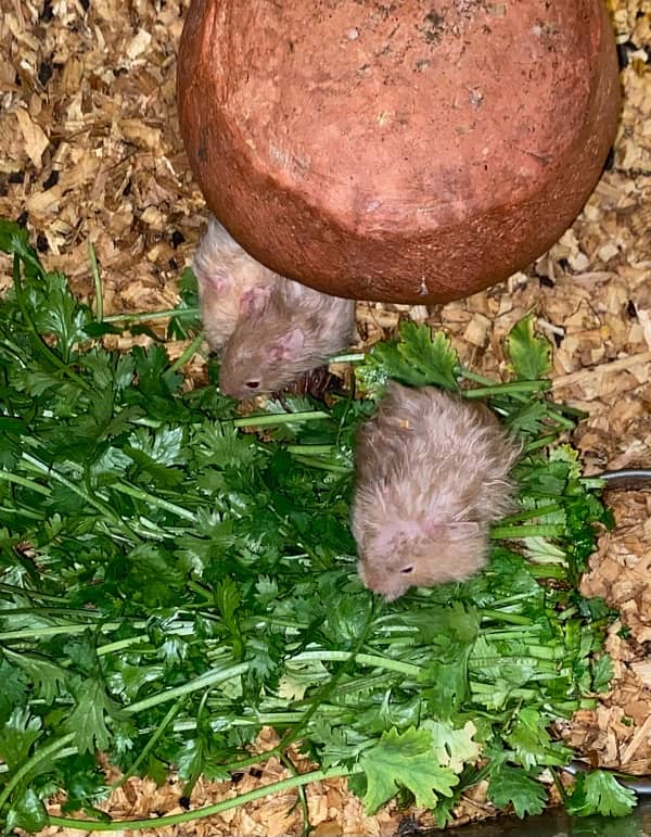 syrian hamster babies for sale 3