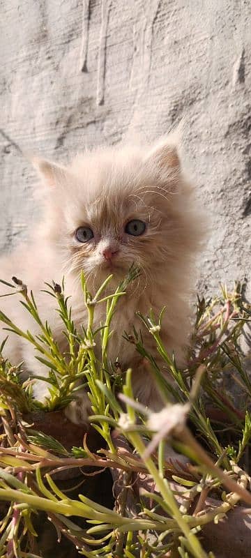 Persian Cat 0