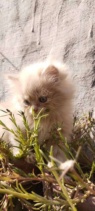 Persian Cat 1