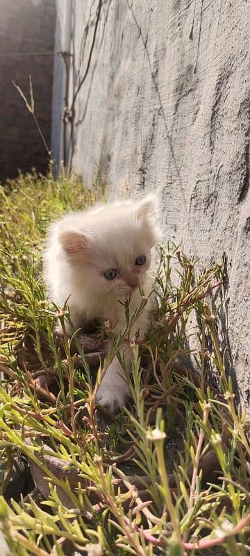 Persian Cat 2