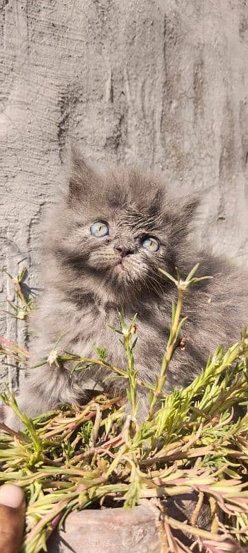 Persian Cat 3