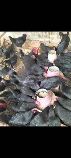 black Australorp fartile eggs available per egg 60 rs