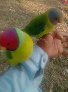 beautiful pair plmhad Available