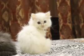 Persian kittens Odd Eyes White | Male & Female