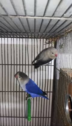 Green Opline pair - Slaty Opline pair - Cage Used