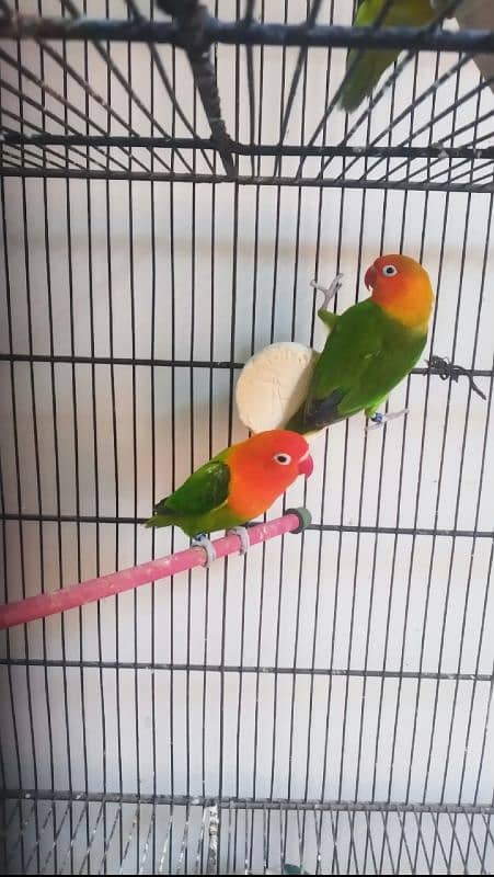 Green Opline pair - Slaty Opline pair - Cage Used 1