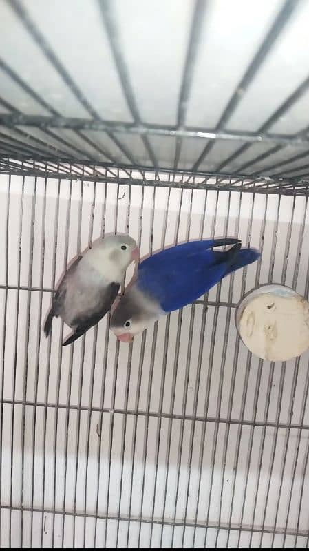 Green Opline pair - Slaty Opline pair - Cage Used 2