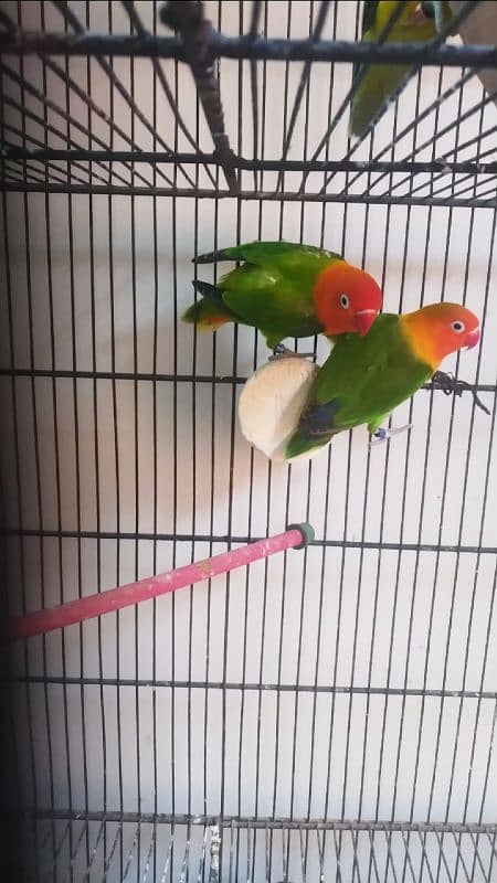 Green Opline pair - Slaty Opline pair - Cage Used 3