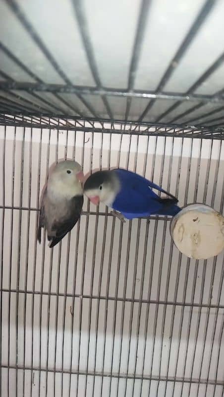 Green Opline pair - Slaty Opline pair - Cage Used 4