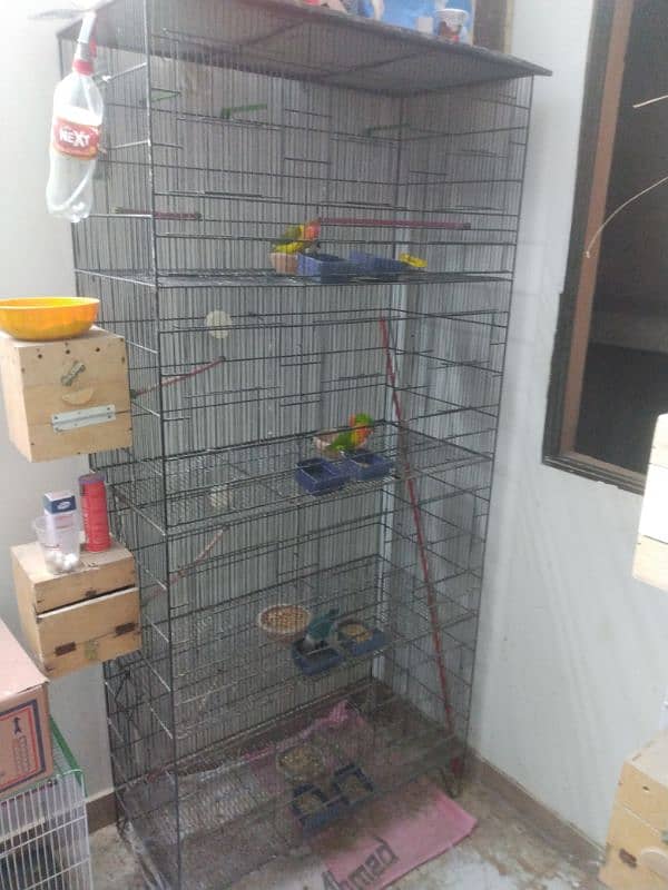 Green Opline pair - Slaty Opline pair - Cage Used 5