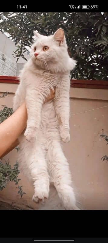 Persian cat 3 coated longhair 1