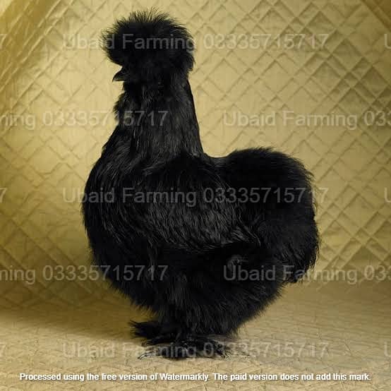 Fancy,Aseel,Hens,Chickens,Eggs,Feed,Hatchery,Incubators,O33357l57l7 6