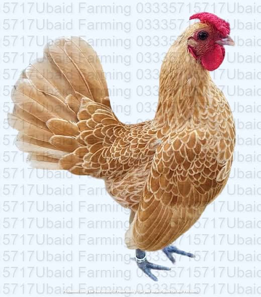 Fancy,Aseel,Hens,Chickens,Eggs,Feed,Hatchery,Incubators,O33357l57l7 9