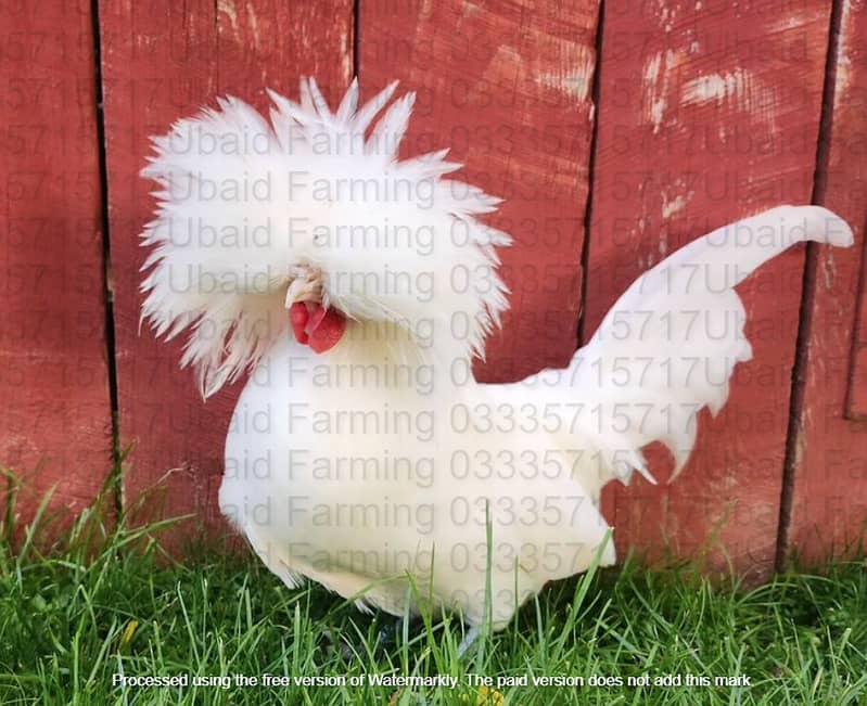 Fancy,Aseel,Hens,Chickens,Eggs,Feed,Hatchery,Incubators,O33357l57l7 10